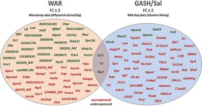 Top Common Differentially Expressed Genes in the Epileptogenic Nucleus of Two Strains of Rodents Susceptible to Audiogenic Seizures: WAR and GASH/Sal